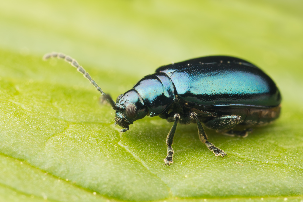 Leaf Beetle